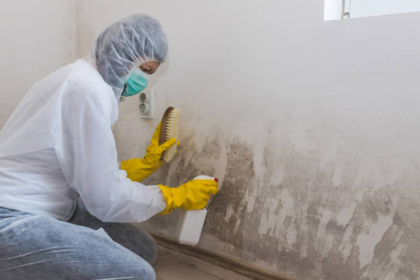Best White Mold Remediation in Miami Shores, FL