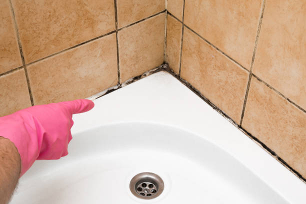 Best Mold Testing and Inspection Services in Miami Shores, FL